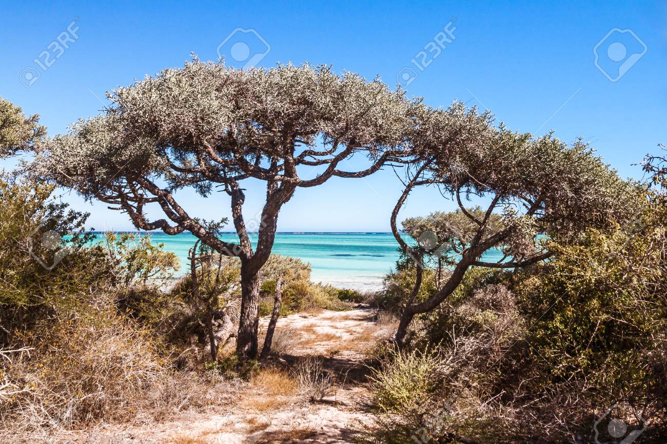 マダガスカル南西部のとげのある乾燥植物 の写真素材 画像素材 Image