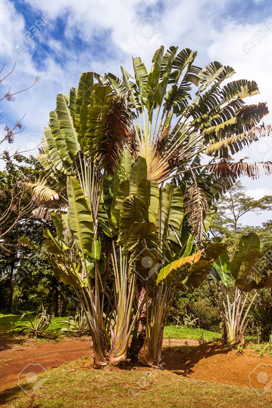 Travelers Tree or Travelers Palm, Ravenala madagascariensis Stock Photo -  Alamy