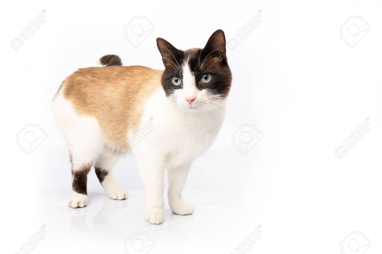 ragdoll cross