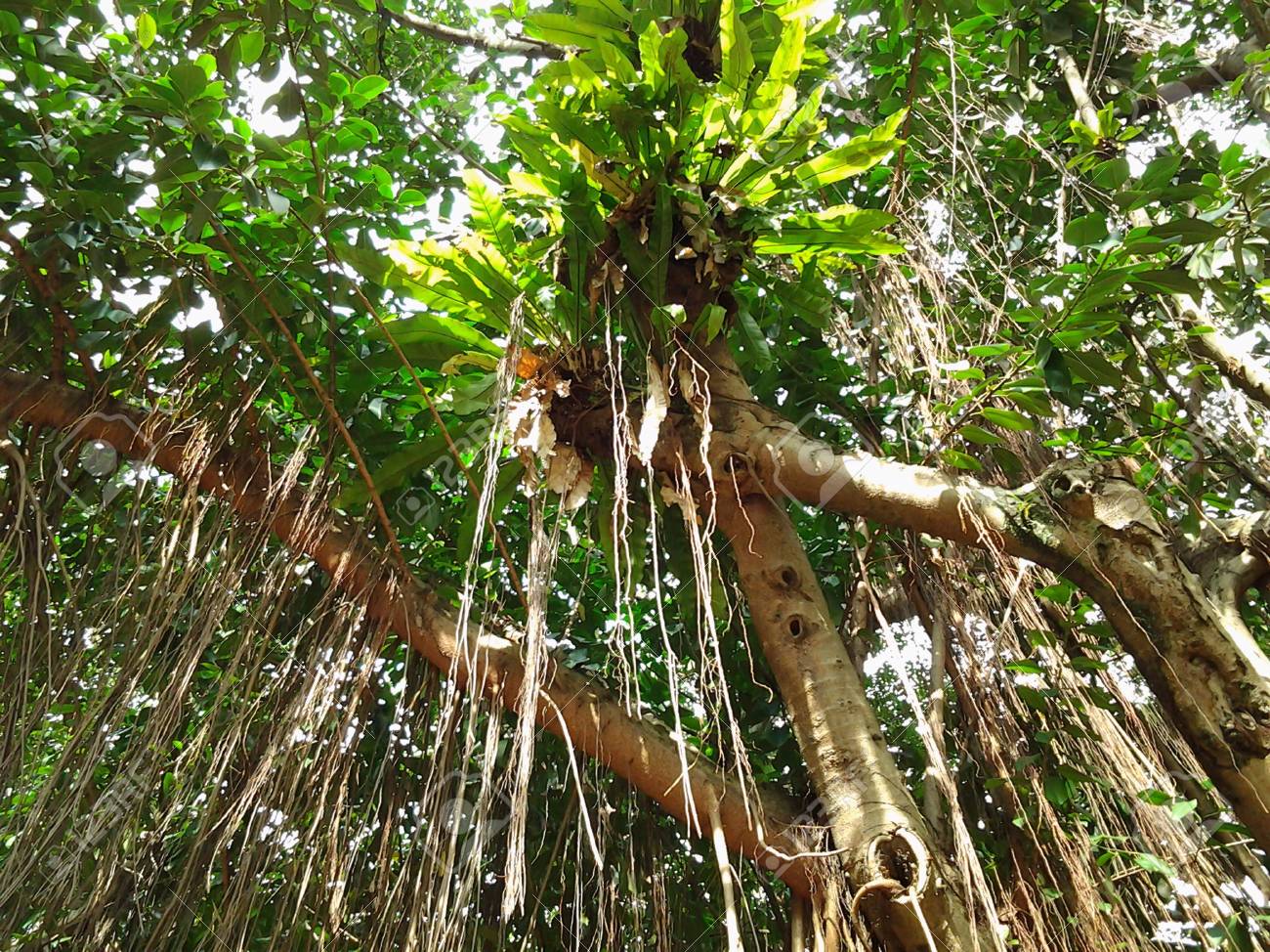 etiam-dictum-ipsum-a-felis