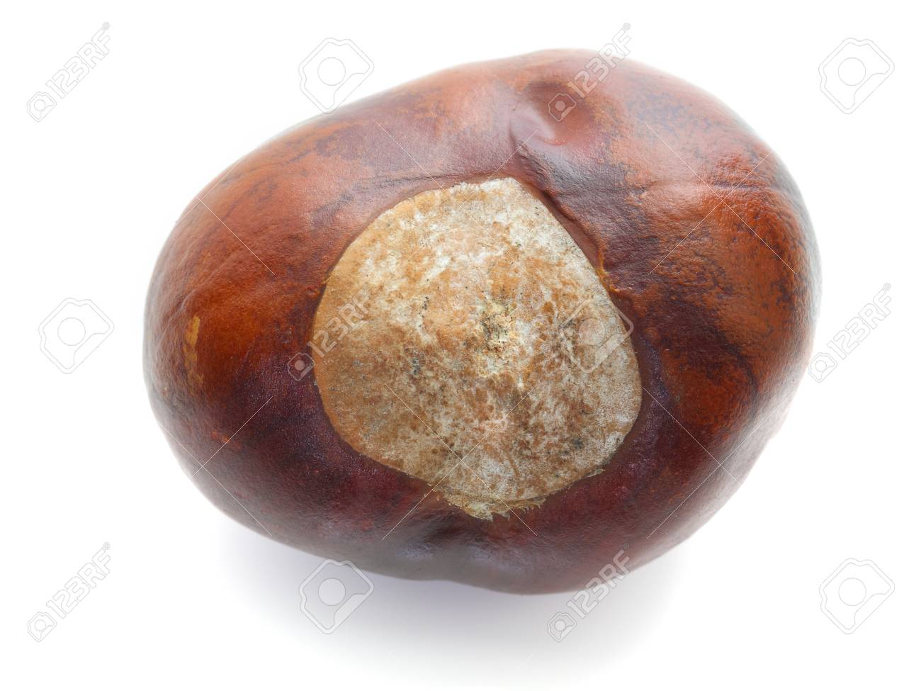 Isolated Chestnut Isolated Chesnut On White Background Stock Photo Picture And Royalty Free Image Image