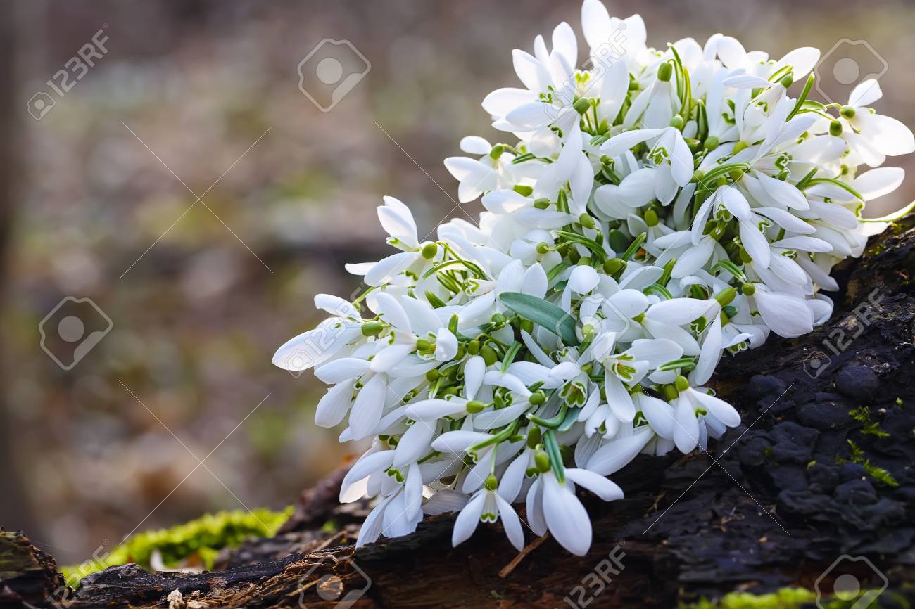 Immagini Stock Bouquet Di Fiori Di Primavera Bucaneve In Fiore In Giornata Di Sole Profondita Di Campo Image 71620855