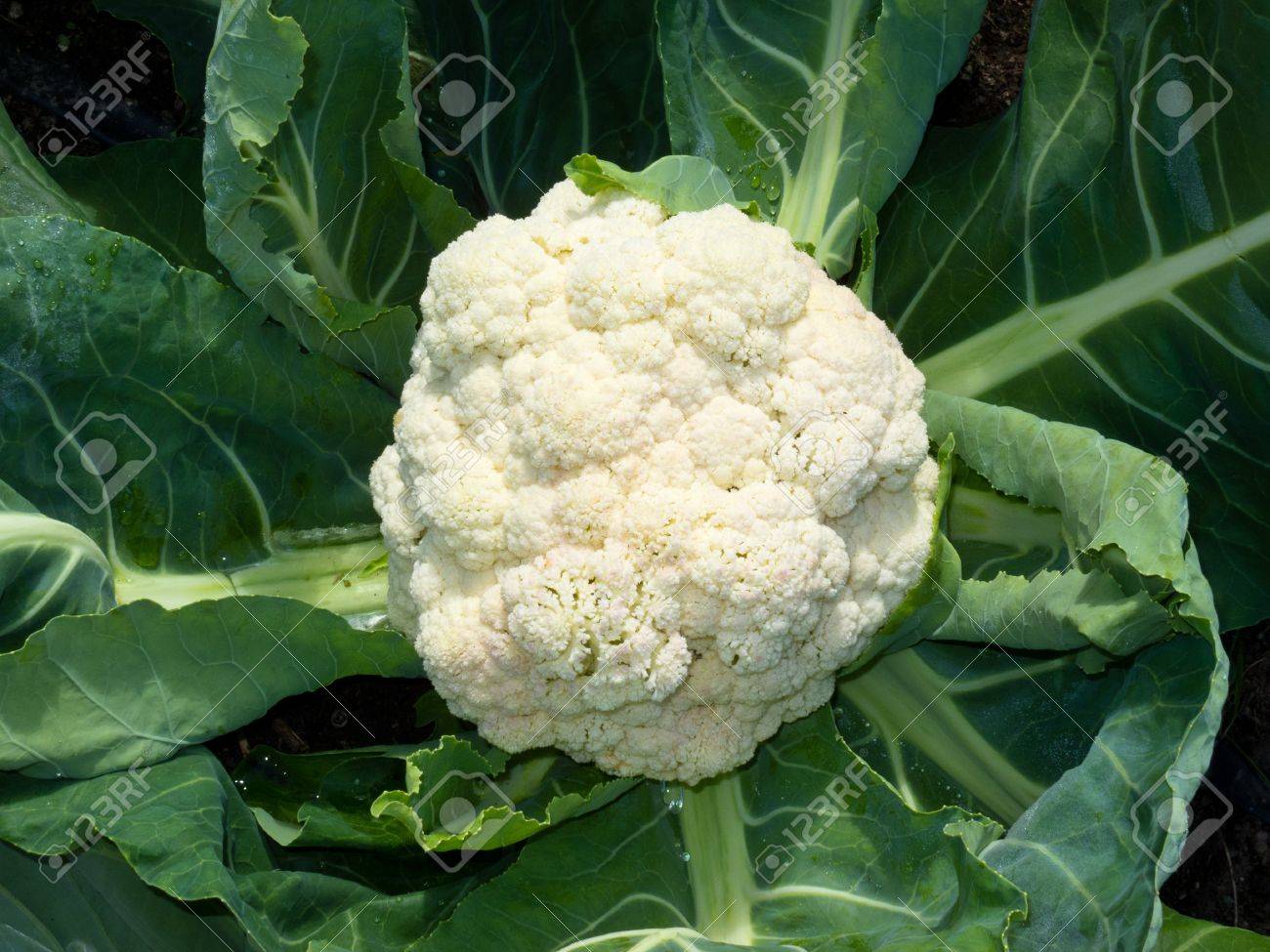 新鮮なカリフラワー頭葉を収穫し 調理の原料として使用する準備ができて の写真素材 画像素材 Image