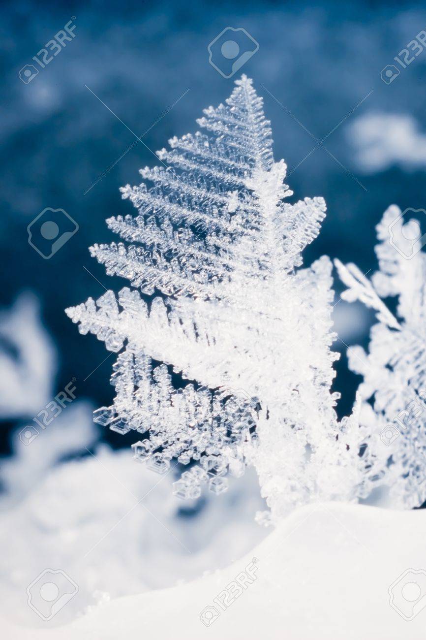 Filigrane 氷結晶本物の雪フレークのクローズ アップ の写真素材 画像素材 Image Filigrane 氷結晶本物の雪フレークのクローズ アップ の写真素材 画像素材 Image