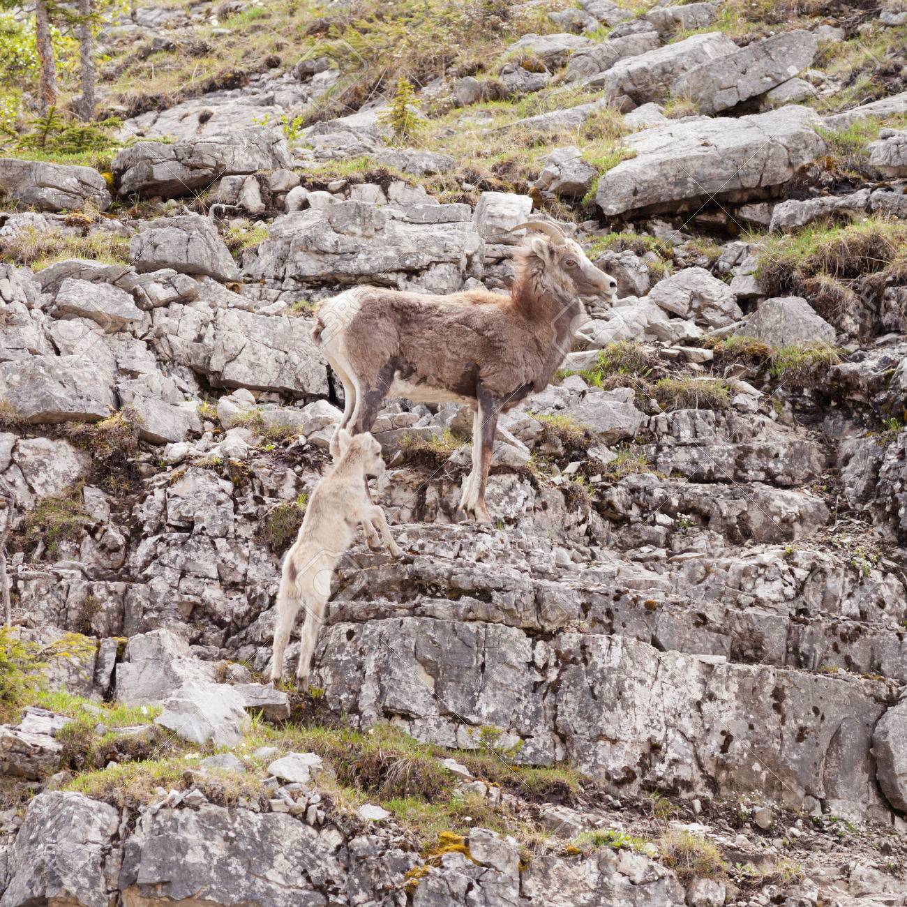 女性石羊 Ovis アイフォン Stonei またはロッキー山脈地形 北カナダのロッキー山脈 ブリティッシュ コロンビア カナダの野生動物を登ってその羊を守る Thinhorn 羊 の写真素材 画像素材 Image