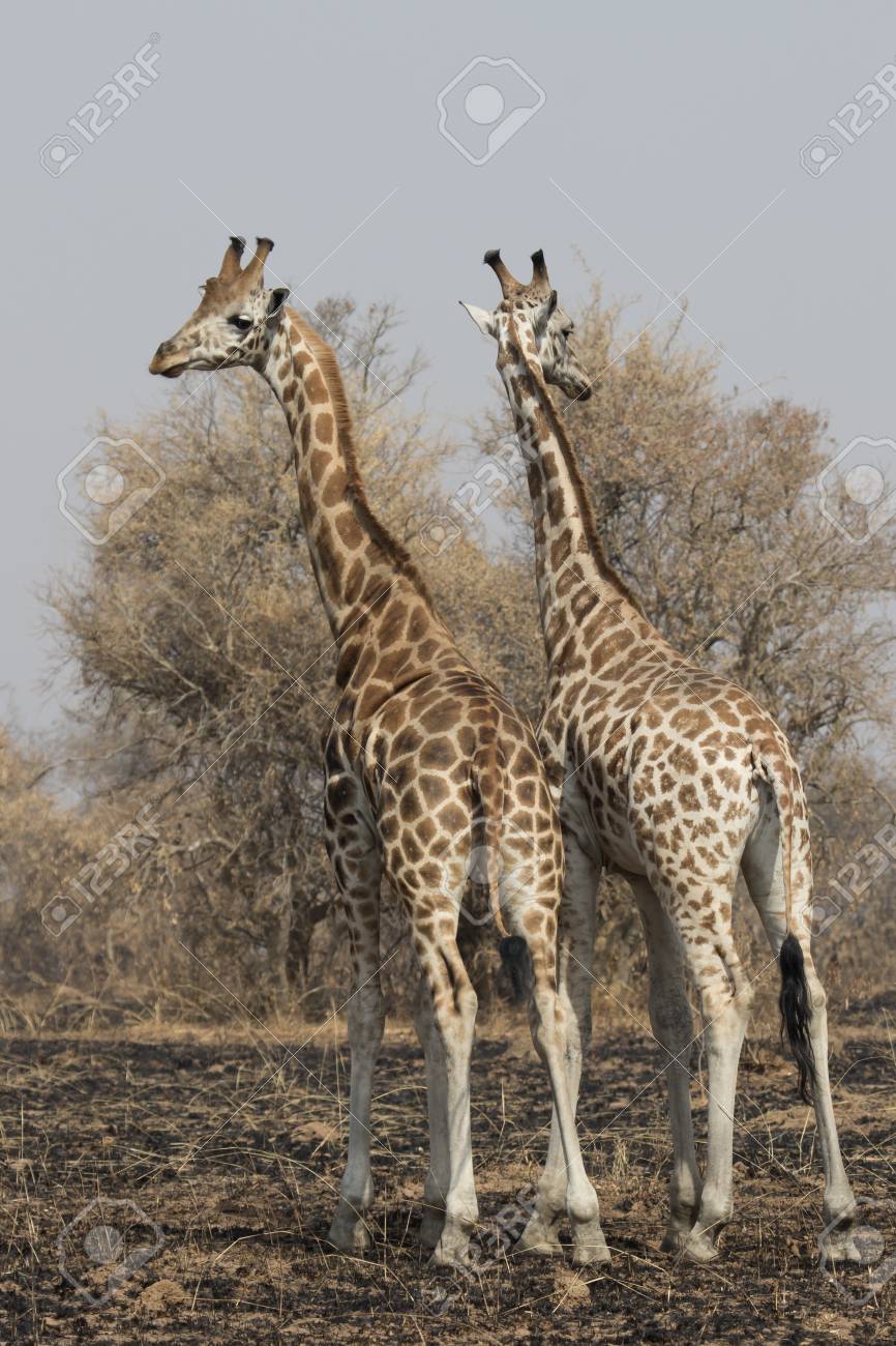 Things Are Looking Up for Niger's Wild Giraffes, image size:866x1300