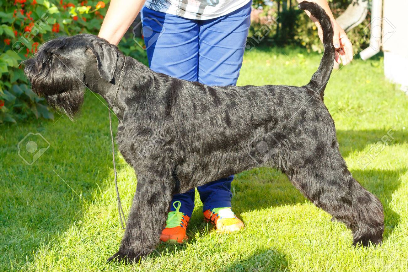 Géant Chien De Race Schnauzer