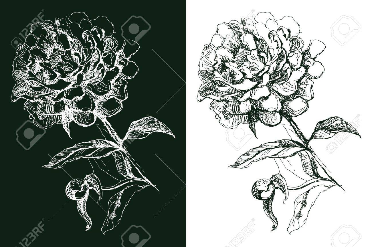 牡丹の花 手描きイラスト のイラスト素材 ベクタ Image