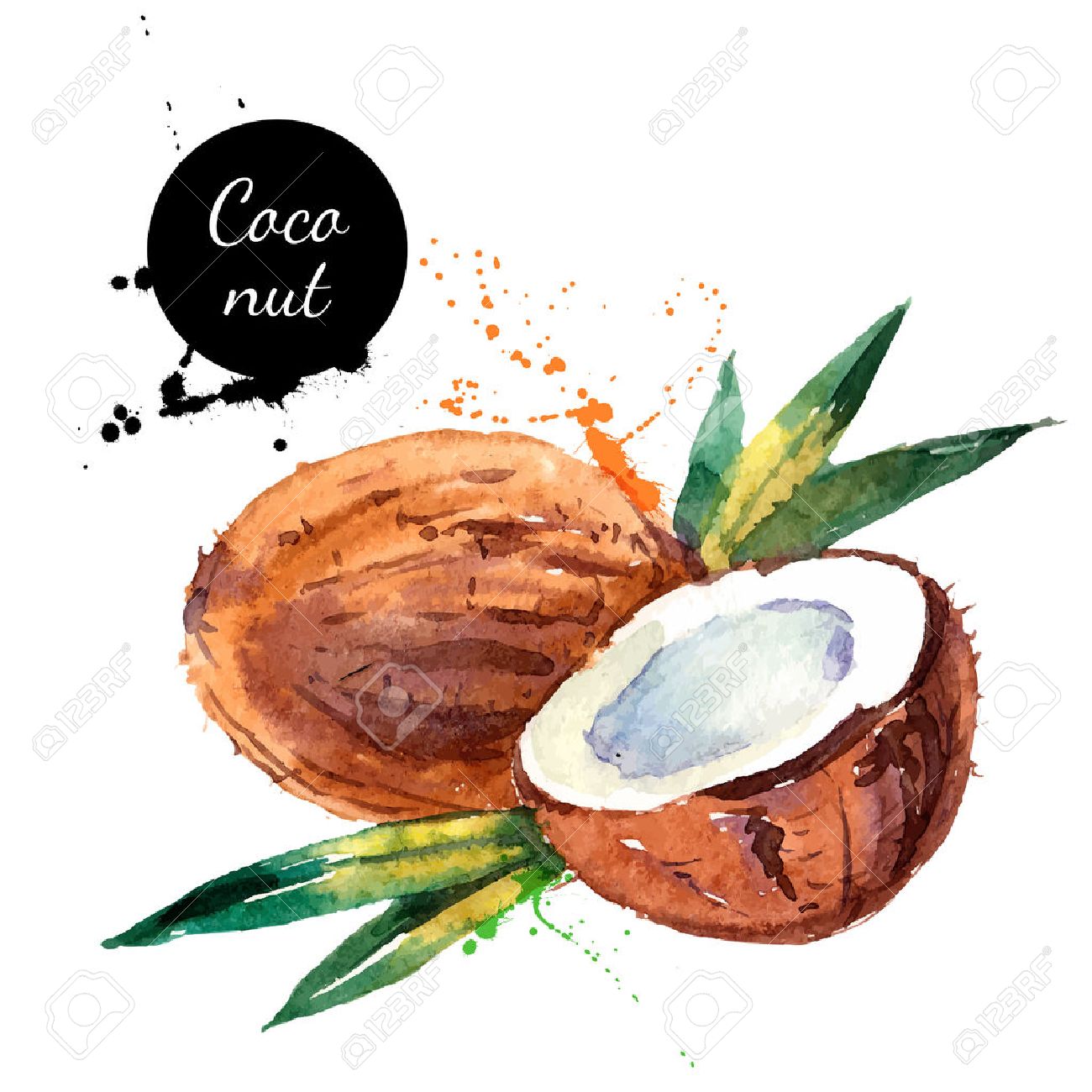 手は白い背景の上水彩画を描きます フルーツ ココナッツのベクトル イラスト のイラスト素材 ベクタ Image