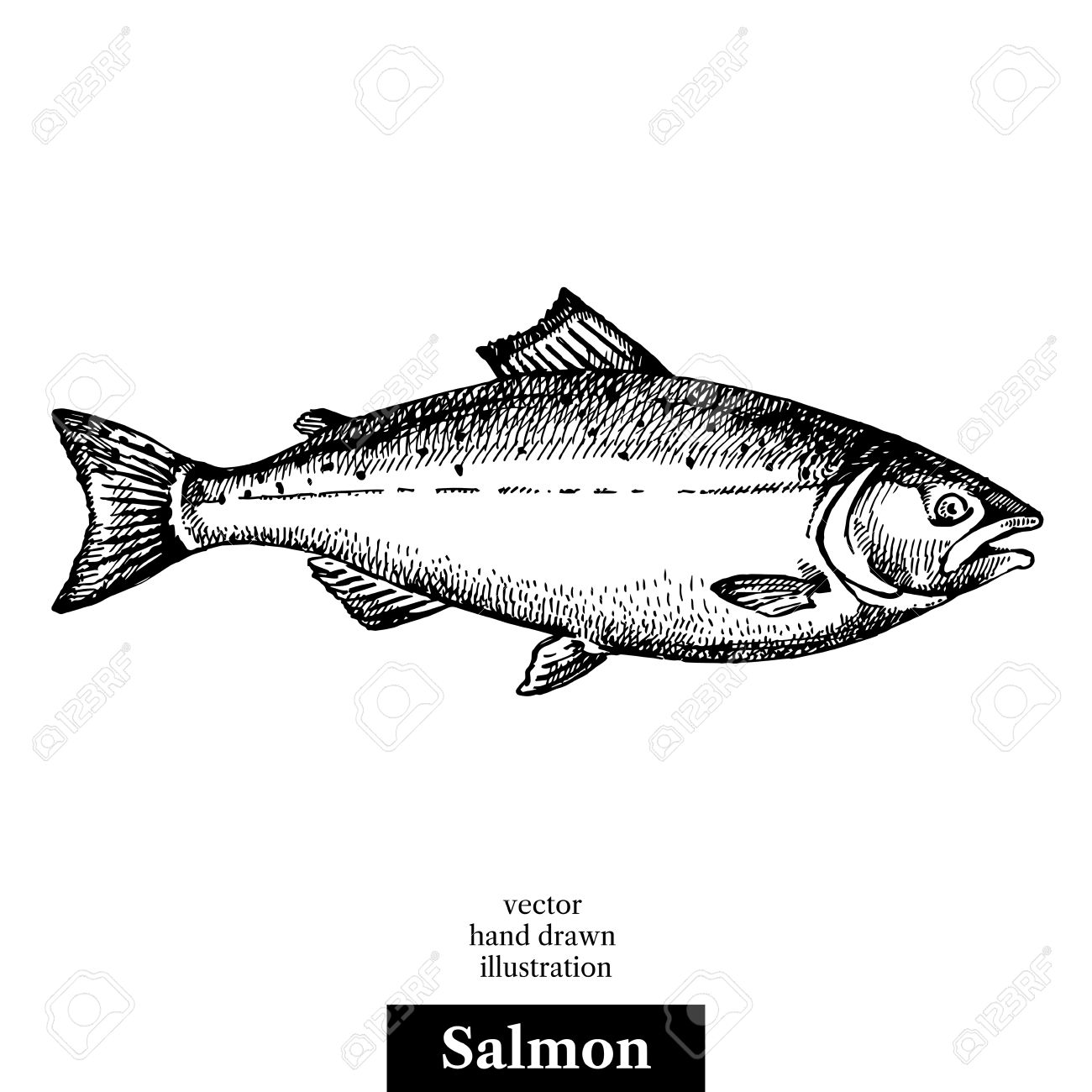 Hand drawn sketch seafood vector black and white vintage illustration of salmon fish. Isolated object on white background. Menu design - 60555720 Hand drawn sketch seafood vector black and white vintage illustration of salmon fish. Isolated object on white background. Menu design - 60555720