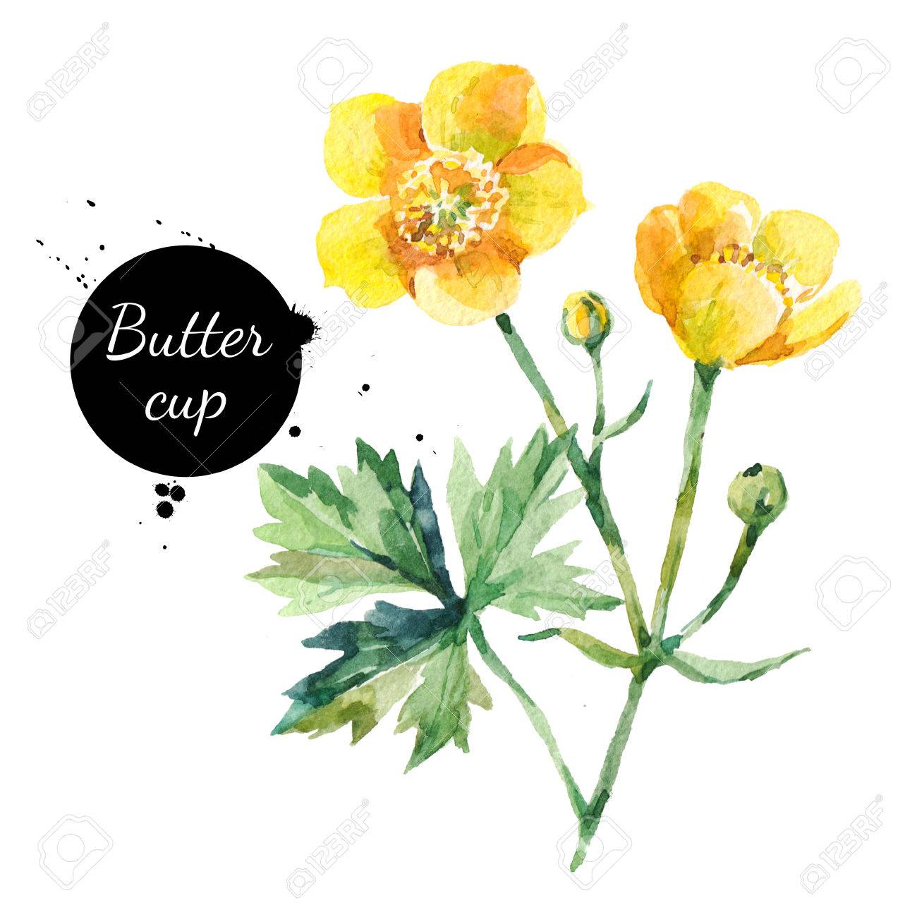 Hand Drawn Watercolor Yellow Buttercup Flower Illustration Painted Stock Photo Picture And Royalty Free Image Image