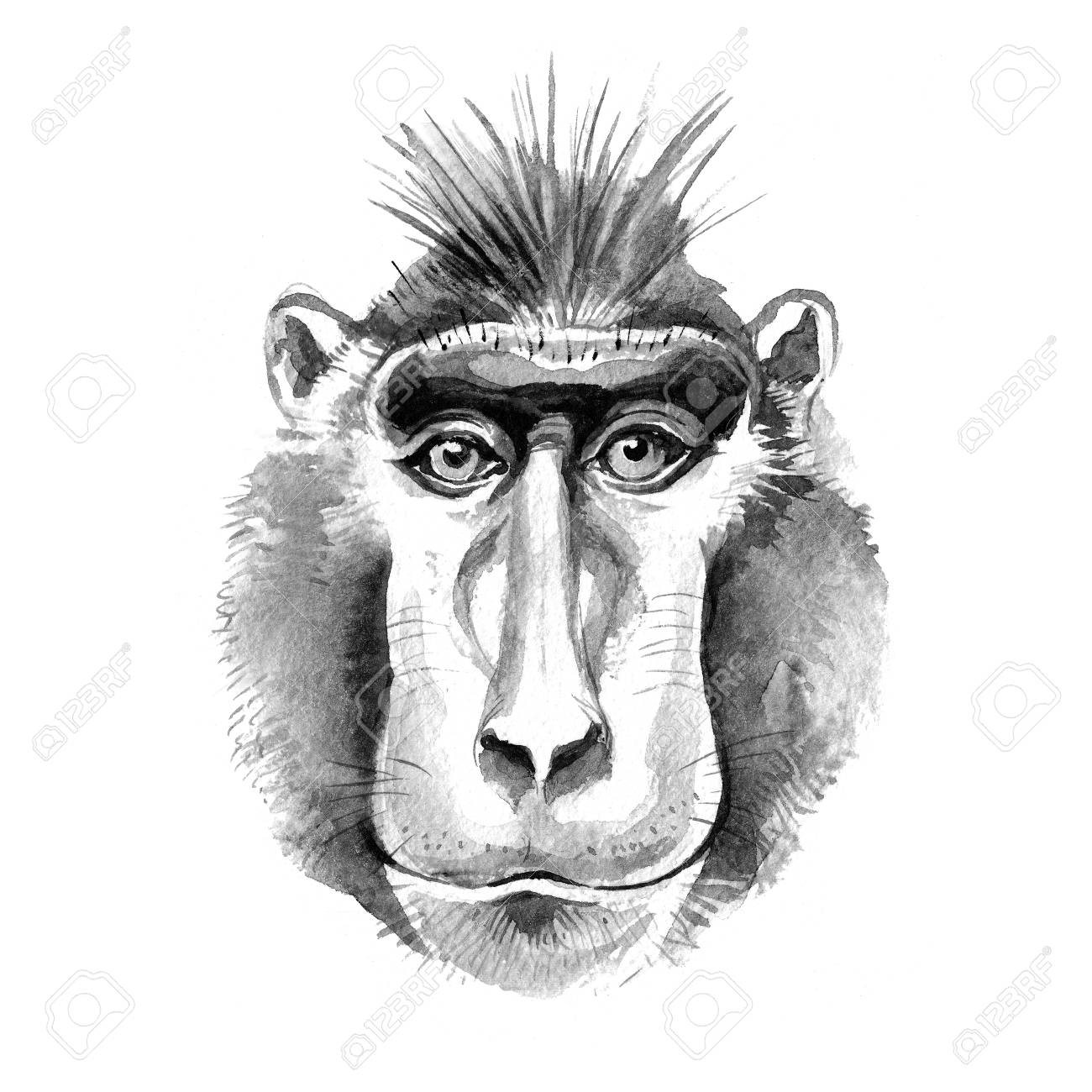 猿のゴールド肖像画 水彩手描き下ろし猿サルの肖像画。モノクロ イラストの写真素材