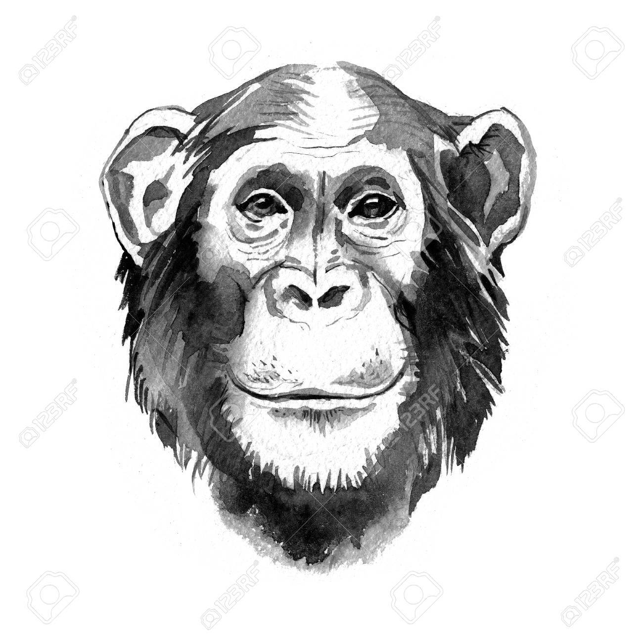 watercolor hand drawn monkey chimpanzee portrait monochrome stock
