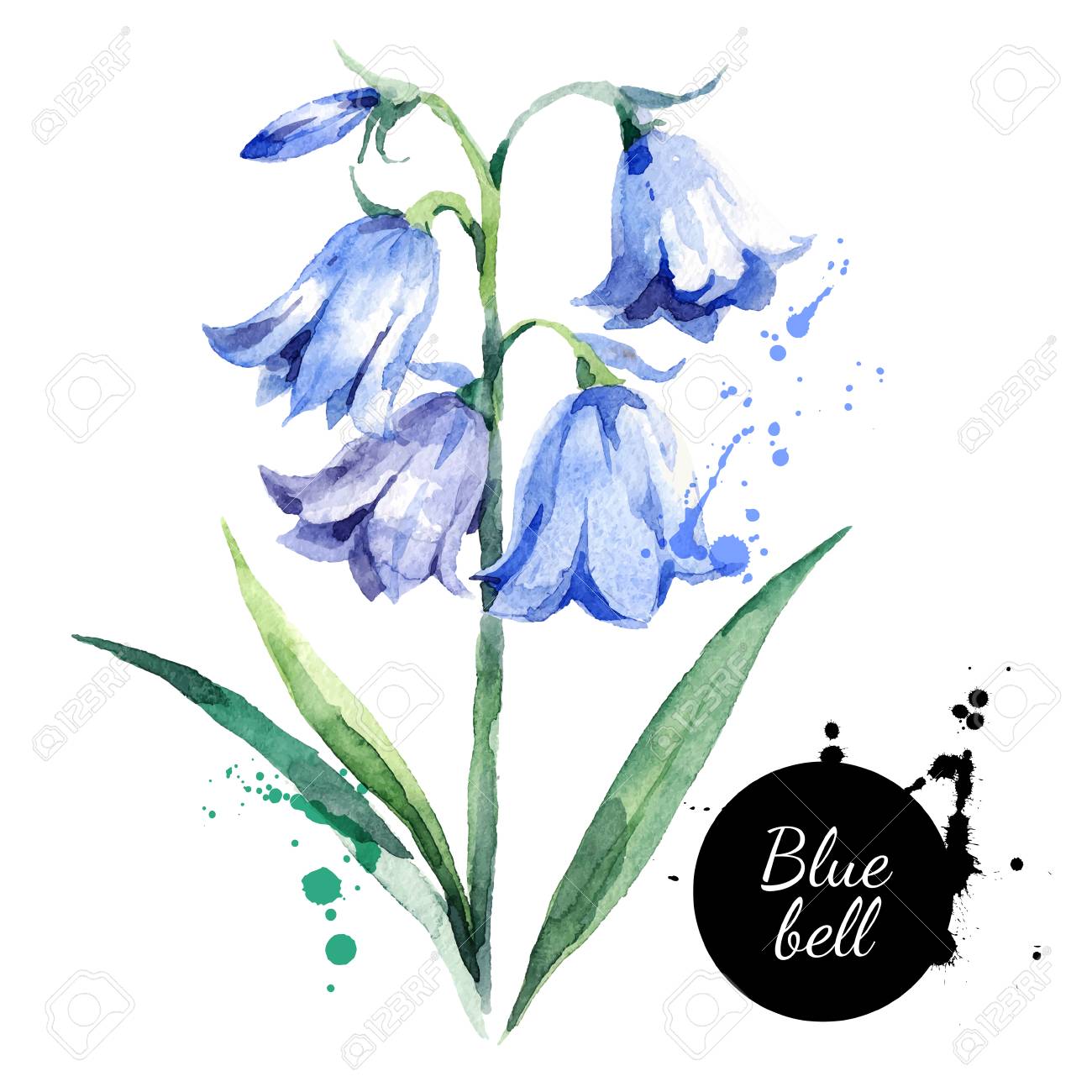 Hand Drawn Watercolor Bluebell Flower Illustration Vector Painted Royalty Free Cliparts Vectors And Stock Illustration Image