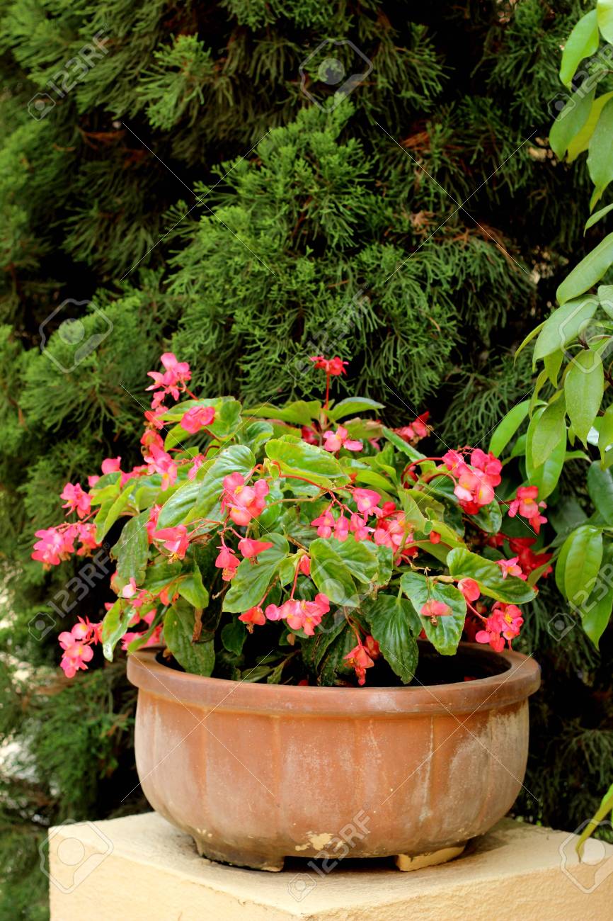 庭の鉢植え の写真素材 画像素材 Image