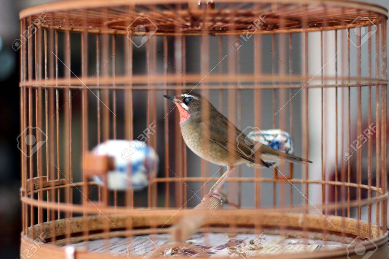 Oiseau Dans La Cage En Bois Pris En Marché De Hong Kong Bird