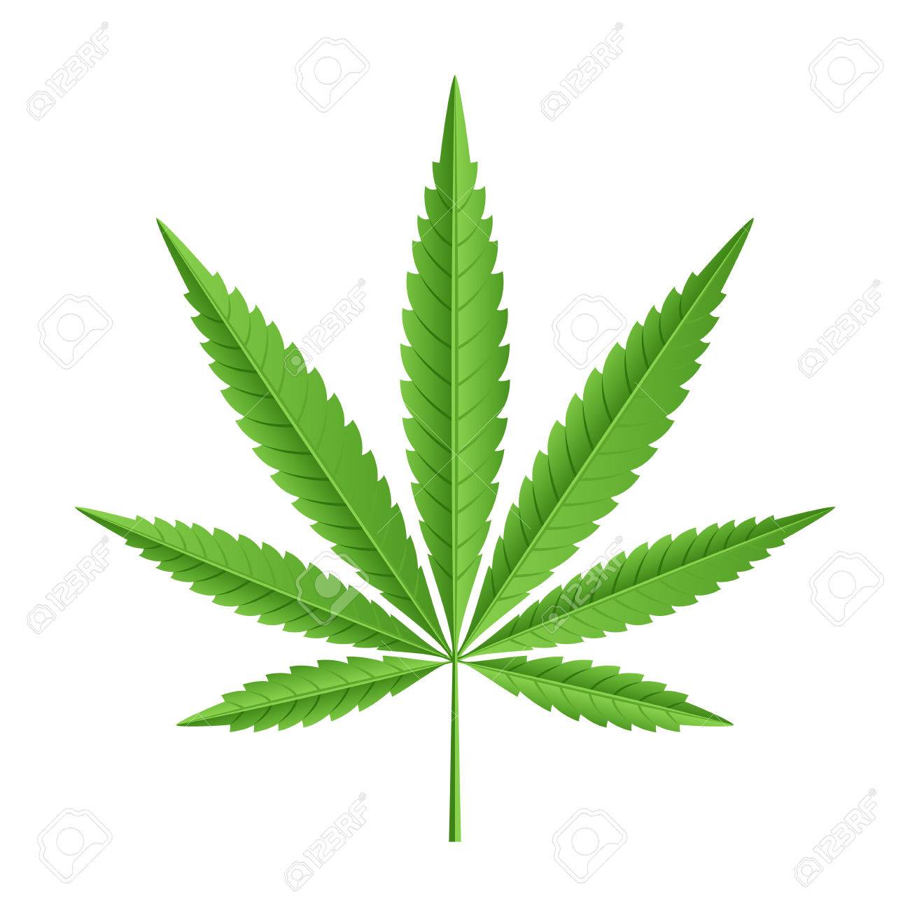 single leaf of marijuana cannabis royalty free cliparts vectors