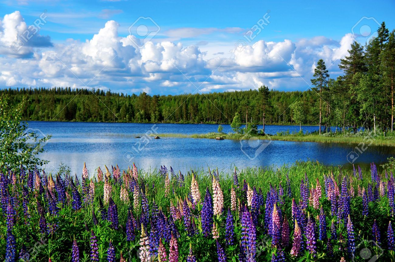 Beautiful Scandinavian summer landscape with lupies and lake - 14456943 Beautiful Scandinavian summer landscape with lupies and lake - 14456943