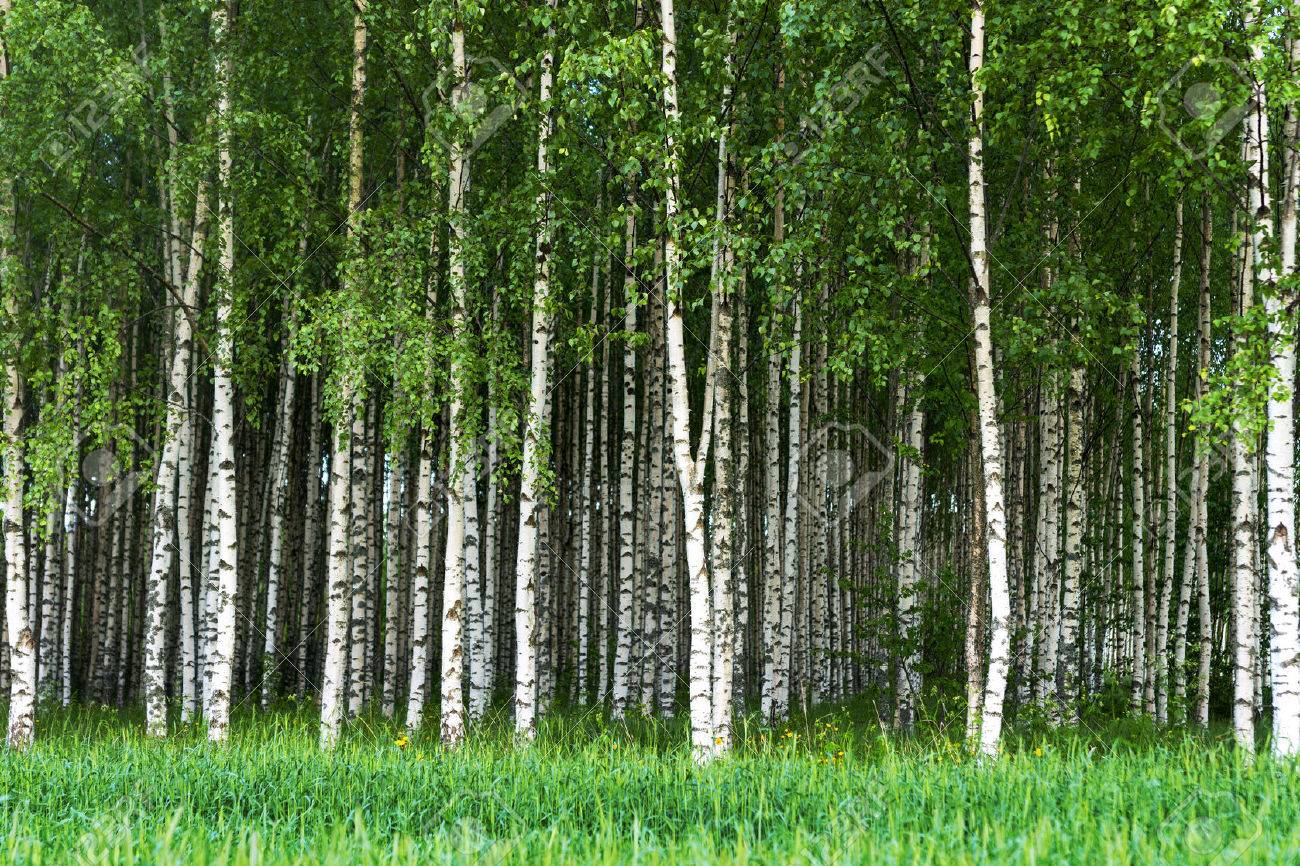 Beautiful Swedish Summer Landscape With Grove Of Birch Trees With White And Black Trunks And Deep Green Leaves Stock Photo Picture And Royalty Free Image Image 41493877