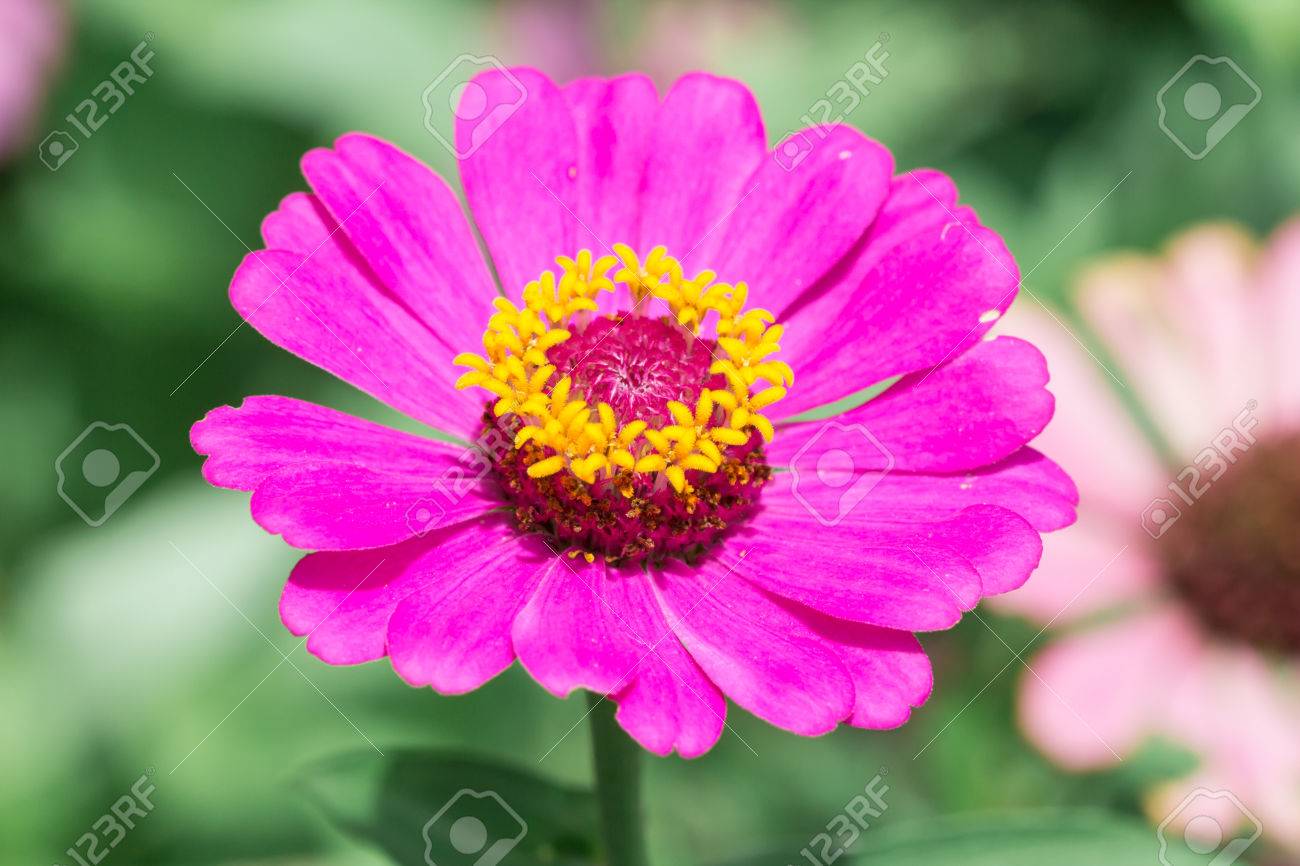 マゼンタの百日草の花 の写真素材 画像素材 Image