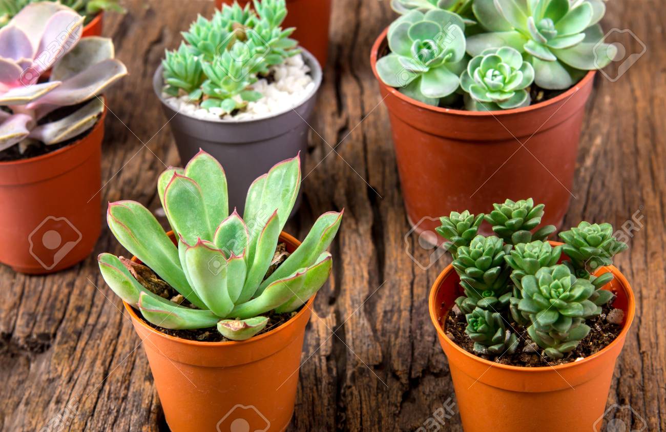 木製の背景 オーバーヘッドまたは平面図上にサボテンや多肉植物のアレンジメント の写真素材 画像素材 Image