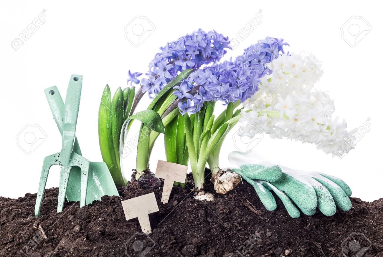 growing hyacinth flowers gardening tools and soil spring garden garden works tools