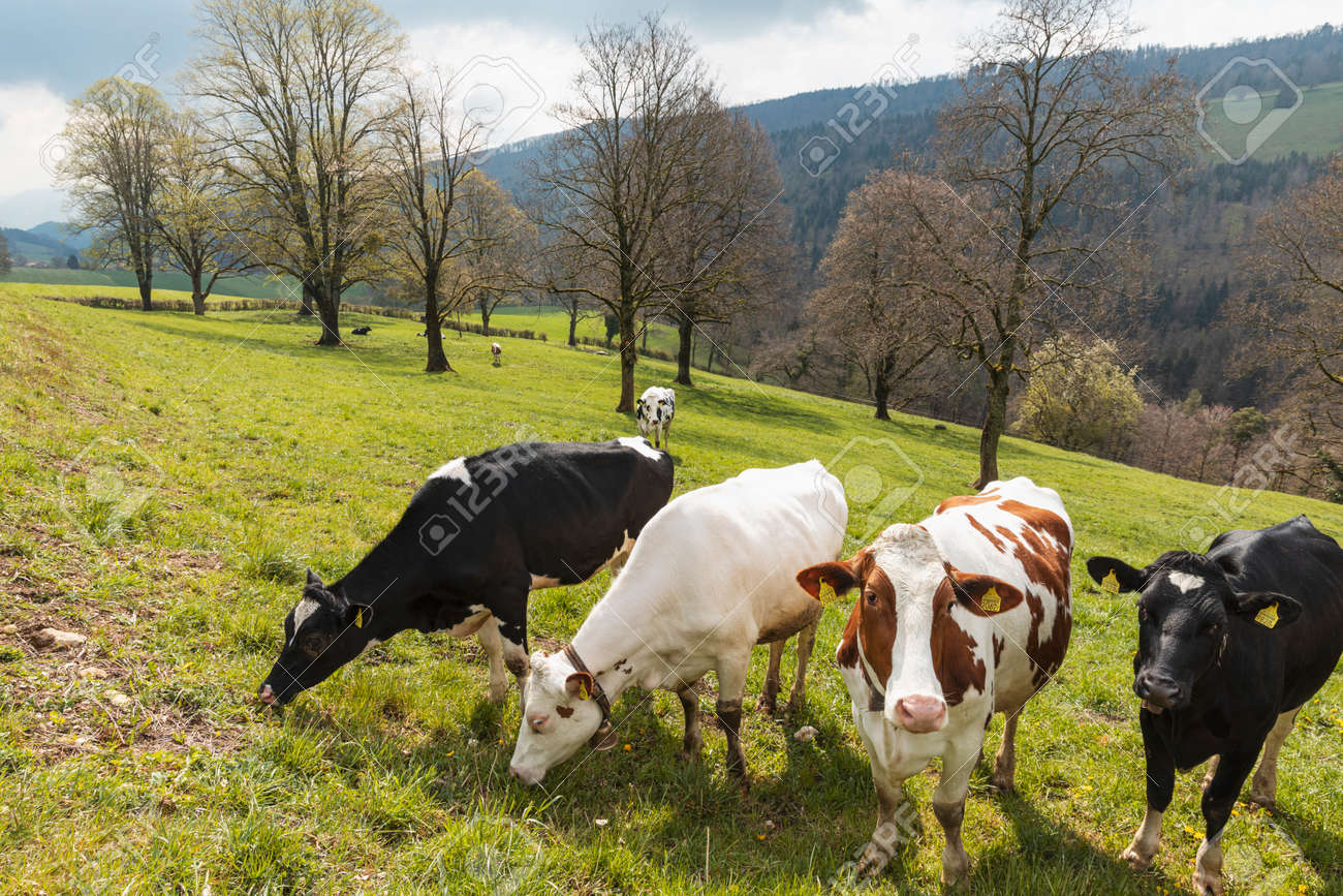 Herd of spotted cows surrounded by nature in the Swiss Alps, in the Canton of Jura. Nobody inside. Cloudy day - 170380137 Herd of spotted cows surrounded by nature in the Swiss Alps, in the Canton of Jura. Nobody inside. Cloudy day - 170380137