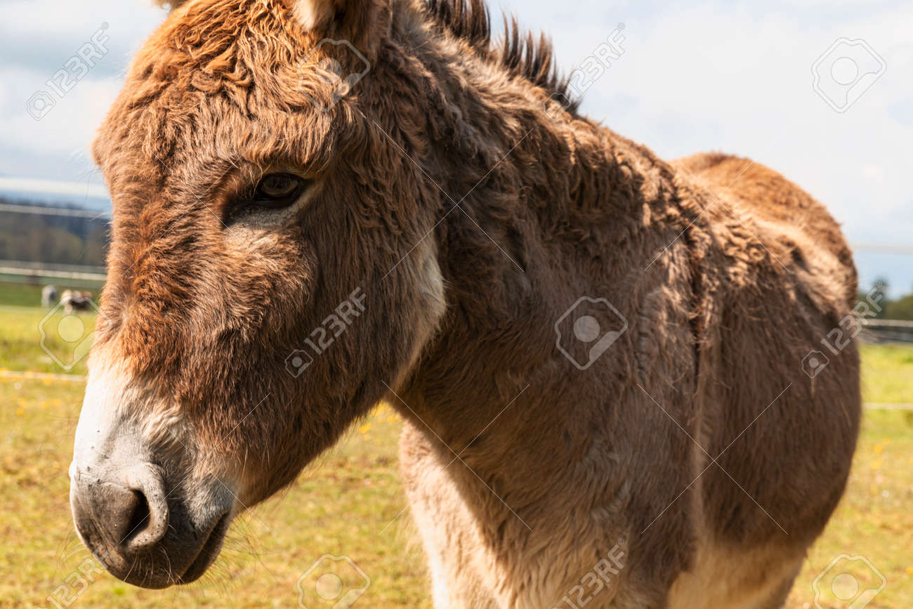 Donkey portrait on a farm in the Jura Canton in Swiss Alps. Green field and mountains in the background. Nobody inside - 170380025 Donkey portrait on a farm in the Jura Canton in Swiss Alps. Green field and mountains in the background. Nobody inside - 170380025