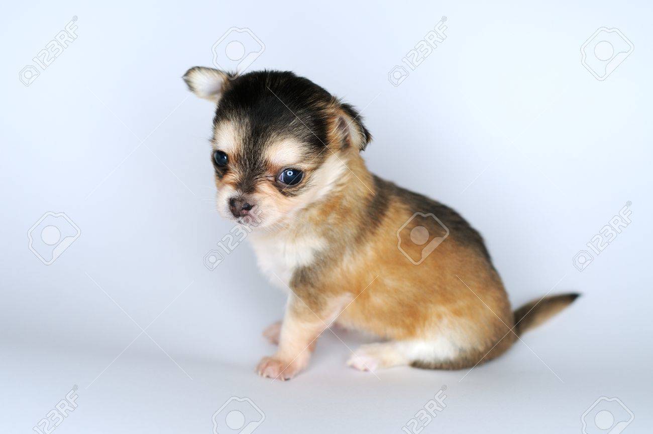 Ritratto Cane Chihuahua Portrait Dog Acr, Painting by Ornella Di Scala |  ArtMajeur, image size:1300x863