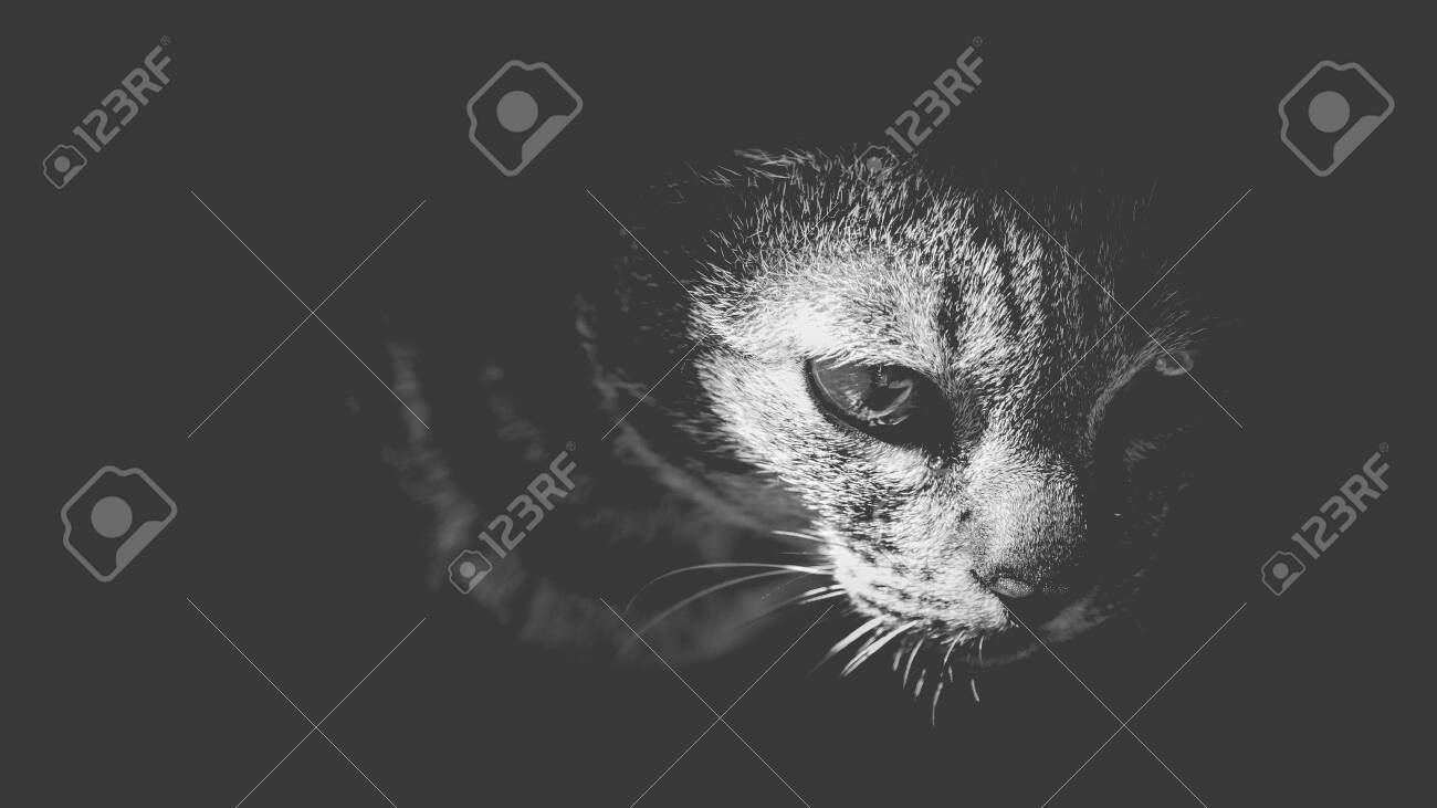 etiam-dictum-ipsum-a-felis