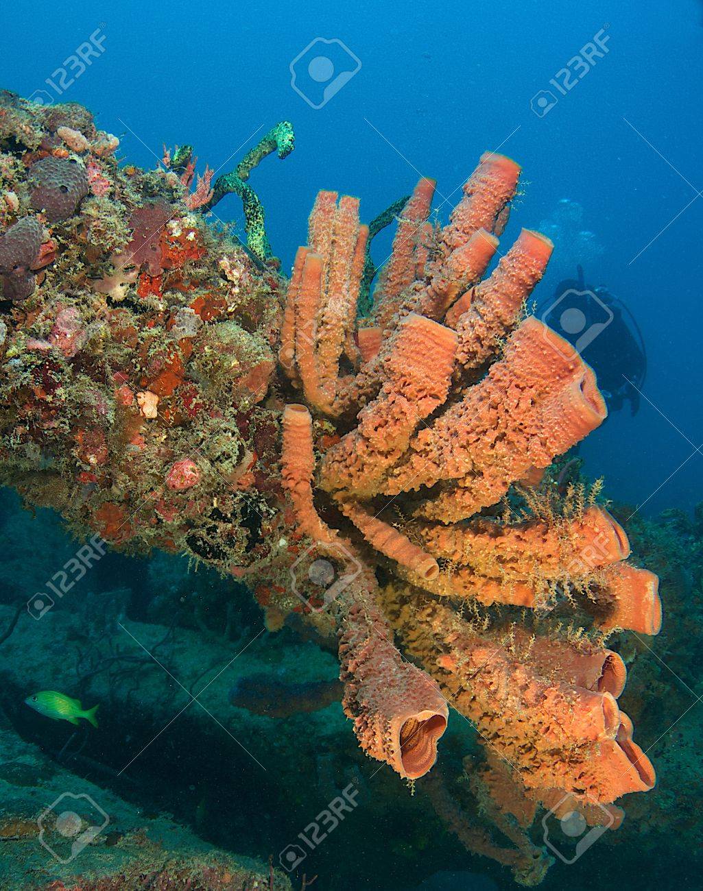 Large Vase Sponges Growing On A Cement Beam Part Of A Artificial