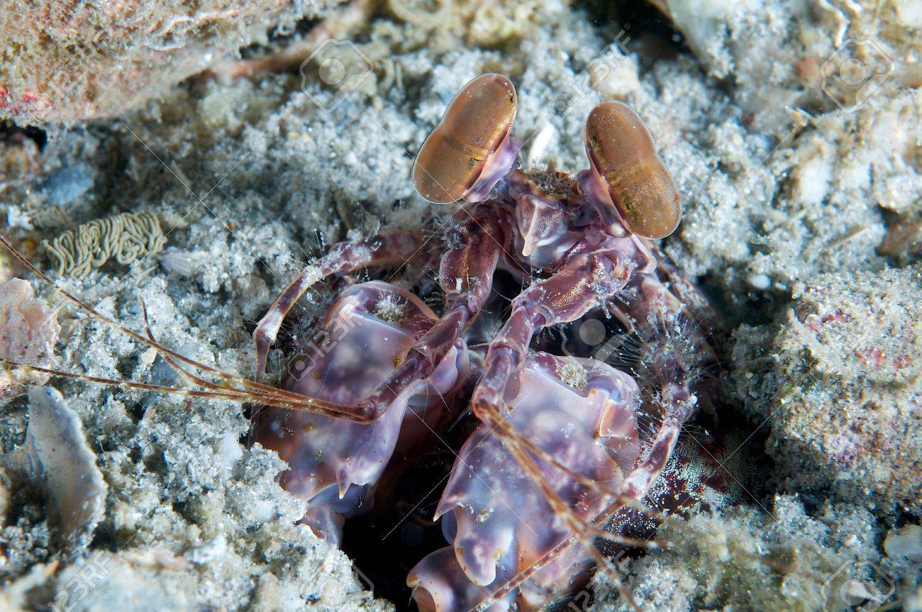 カマキリのエビと砂にその巣穴からのぞきます の写真素材 画像素材 Image 1234