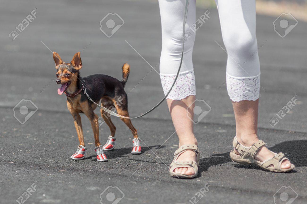 dog wearing flip flops