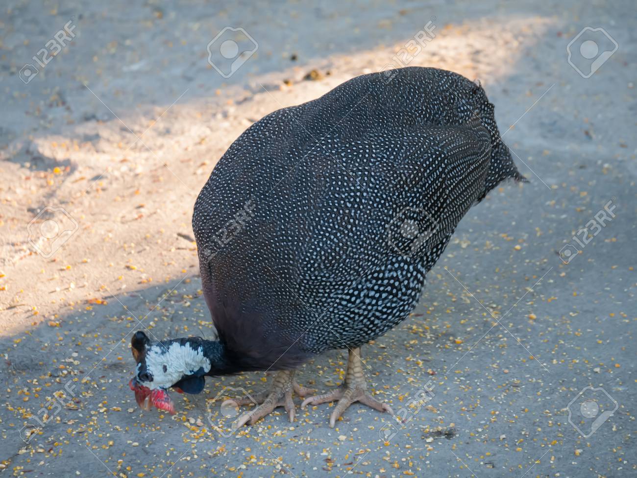 etiam-dictum-ipsum-a-felis