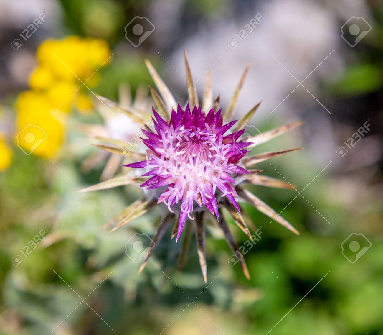 etiam-dictum-ipsum-a-felis