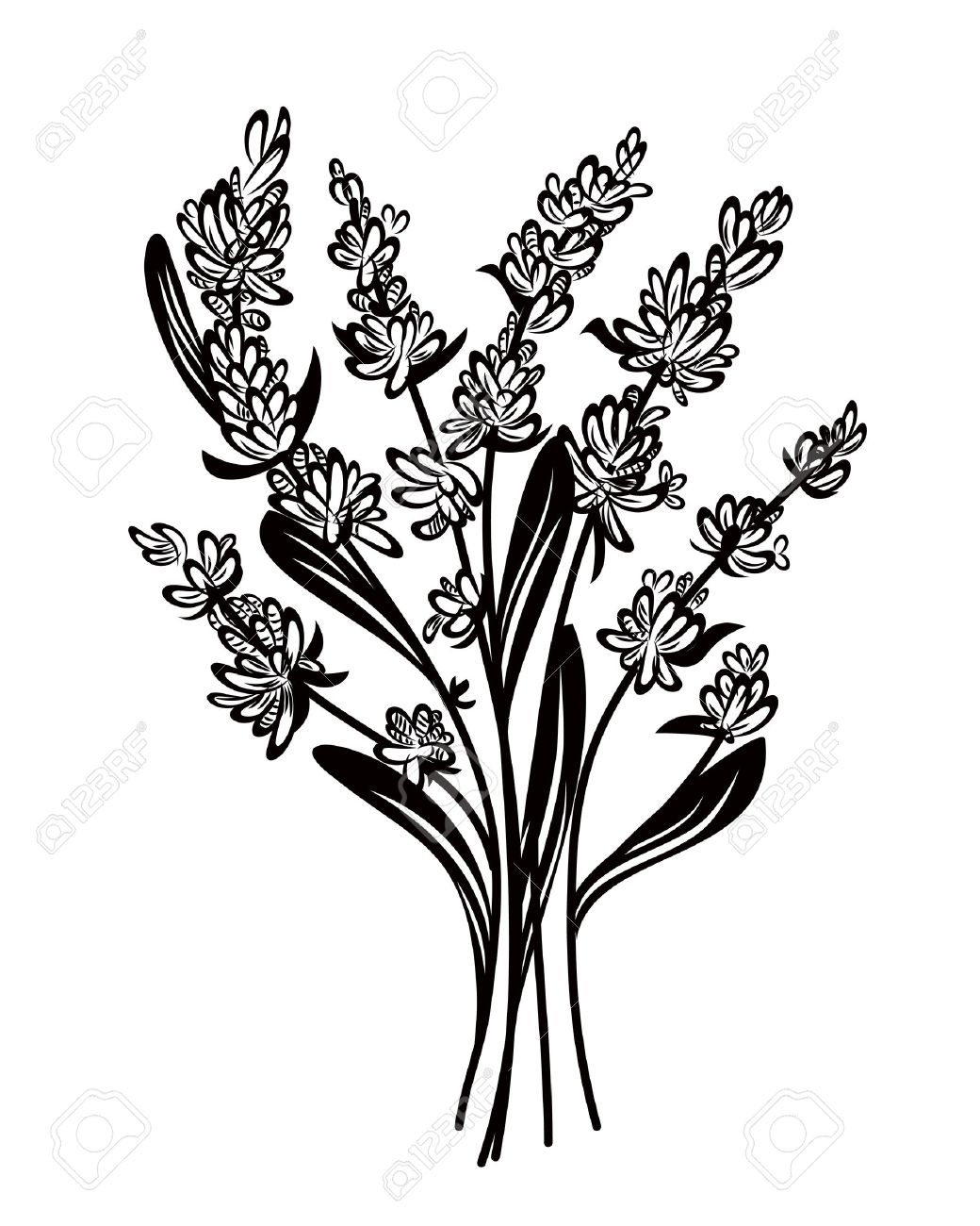 Lavender Royalty Free Cliparts Vectors And Stock Illustration Image