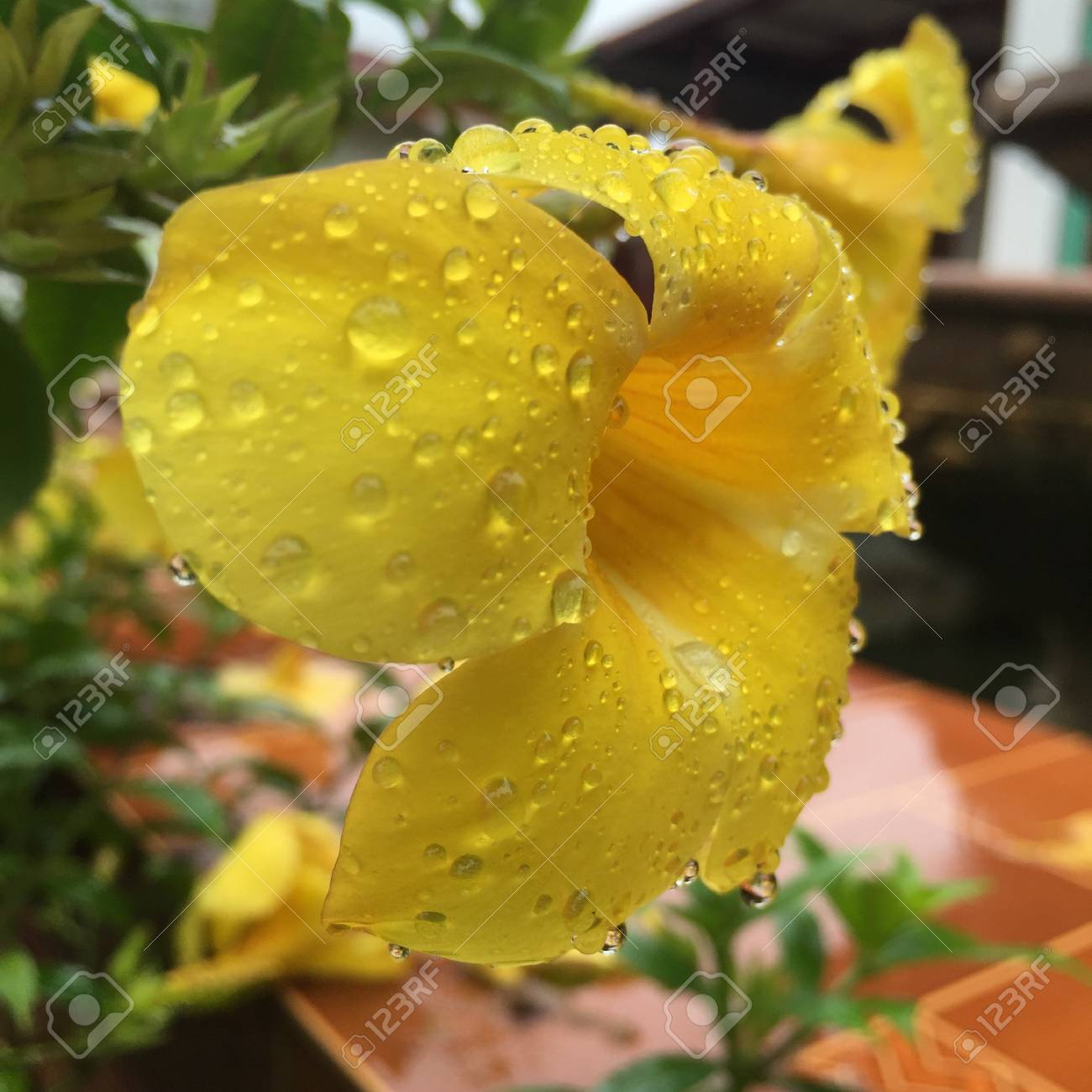 etiam-dictum-ipsum-a-felis