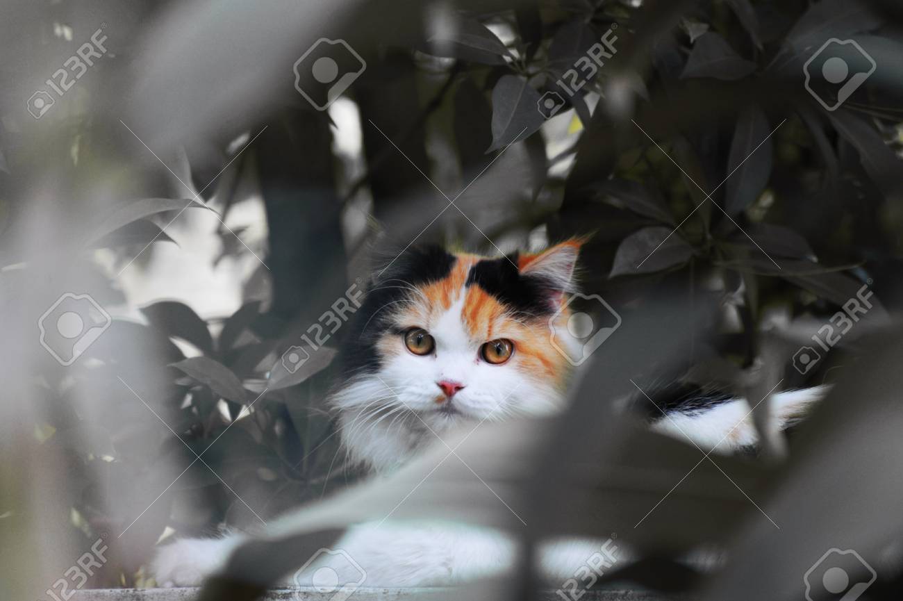 etiam-dictum-ipsum-a-felis