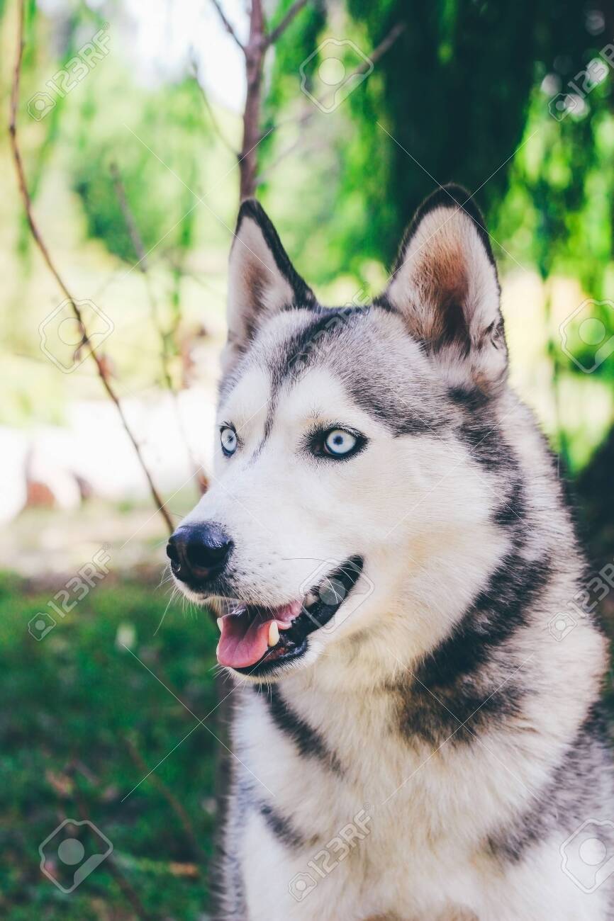 grey and black husky
