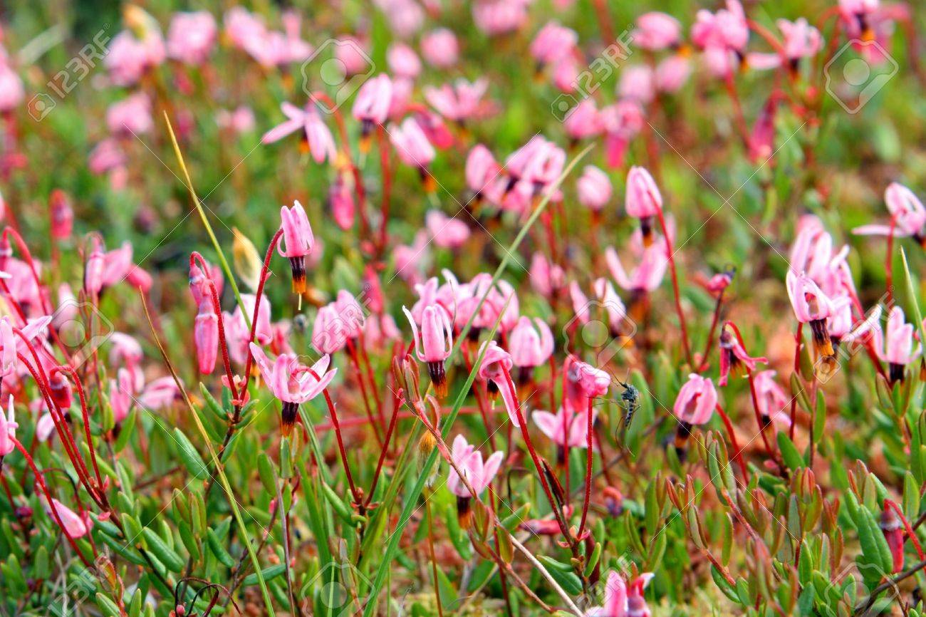 Spring On A Bog In Siberia Stock Photo 