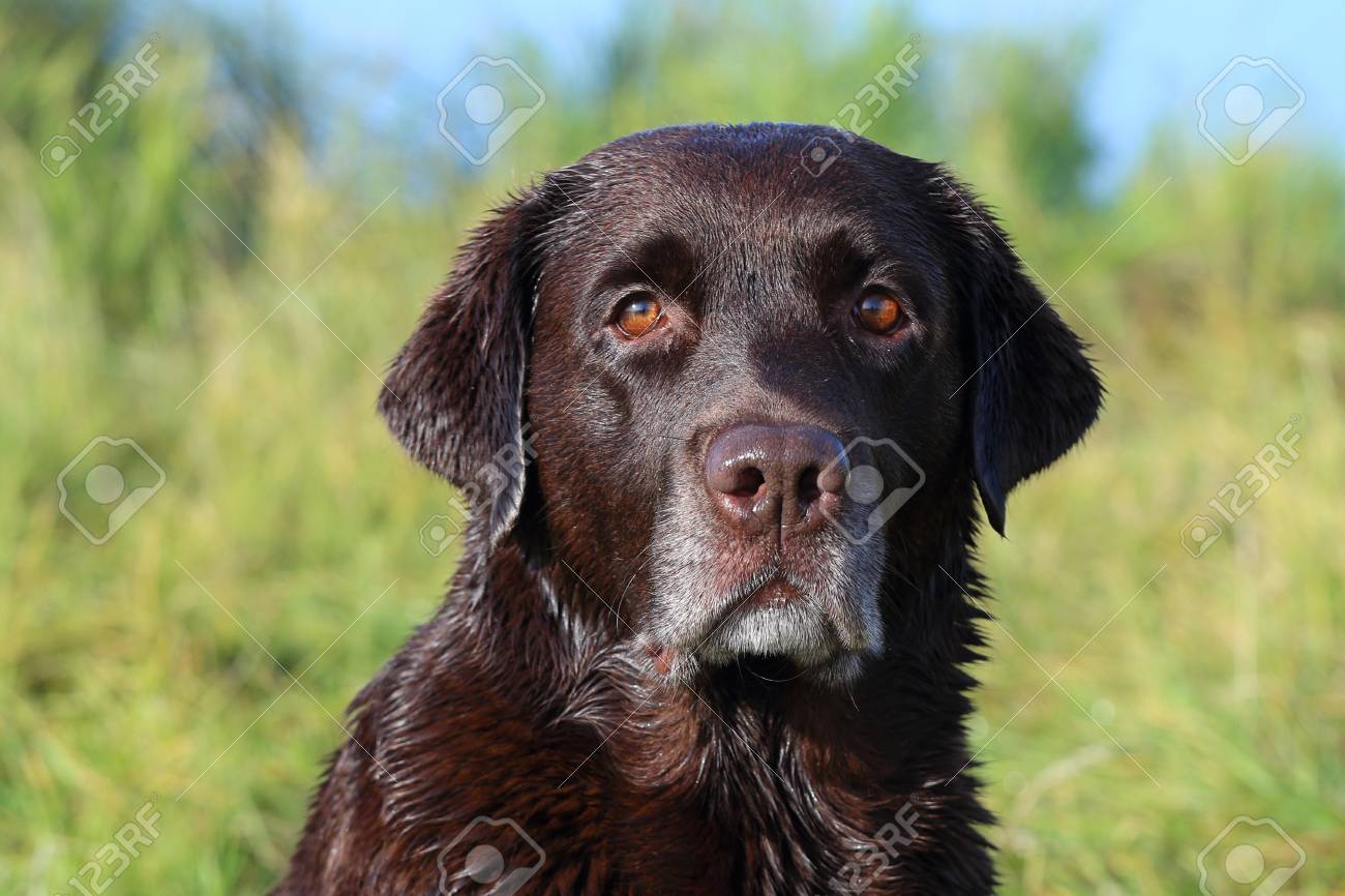 light chocolate labrador