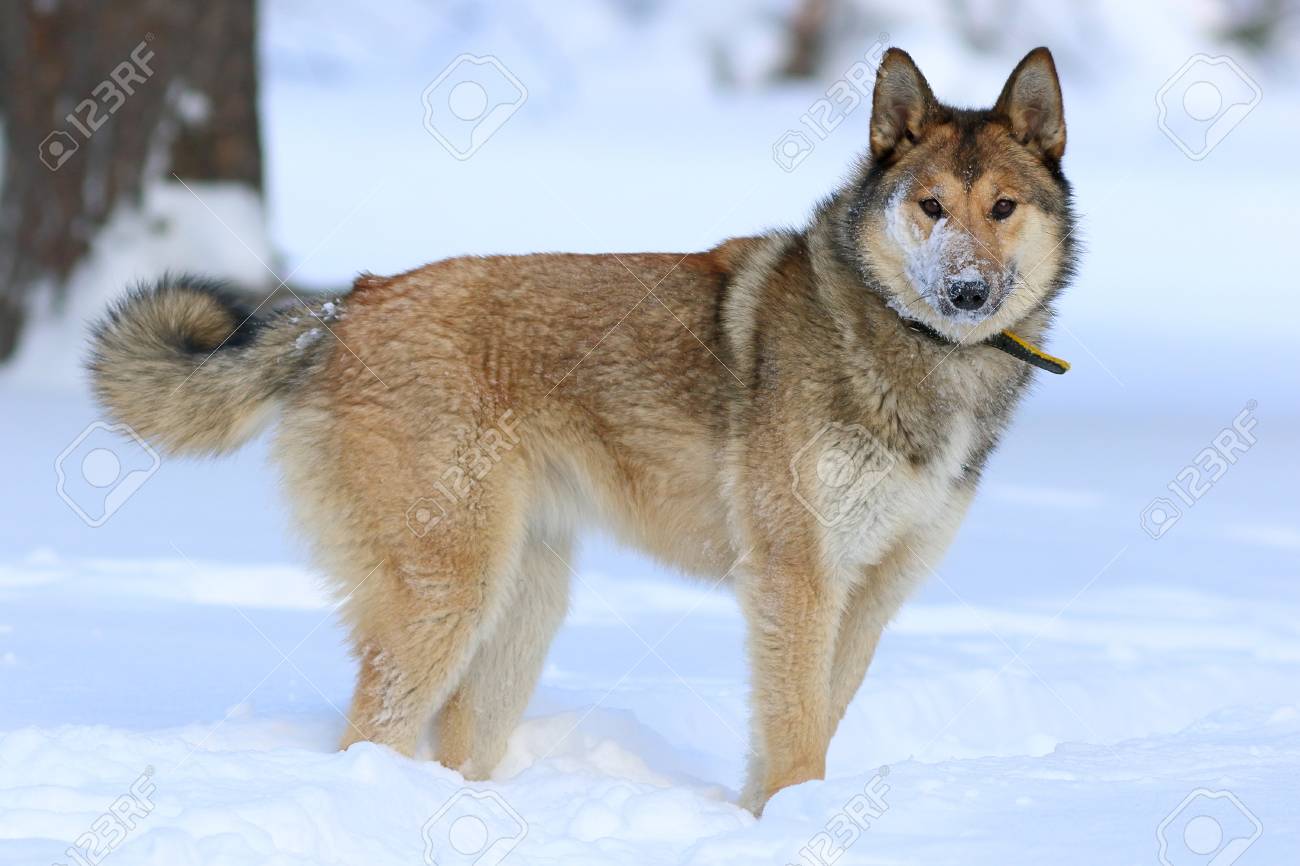 western siberian laika