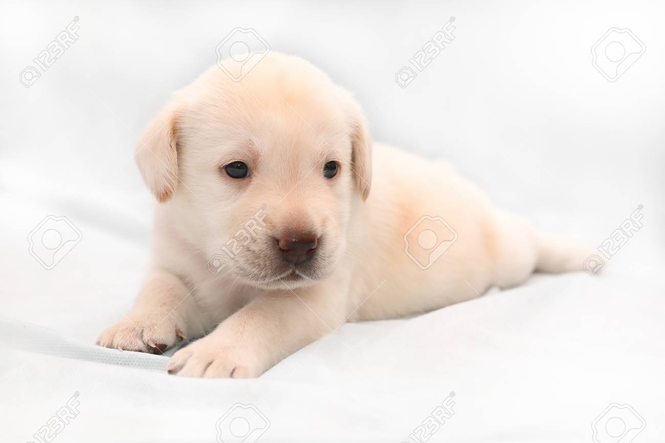 smaller labrador