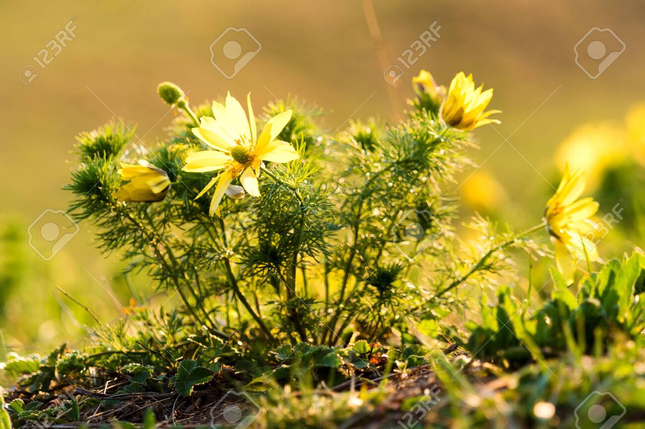 etiam-dictum-ipsum-a-felis