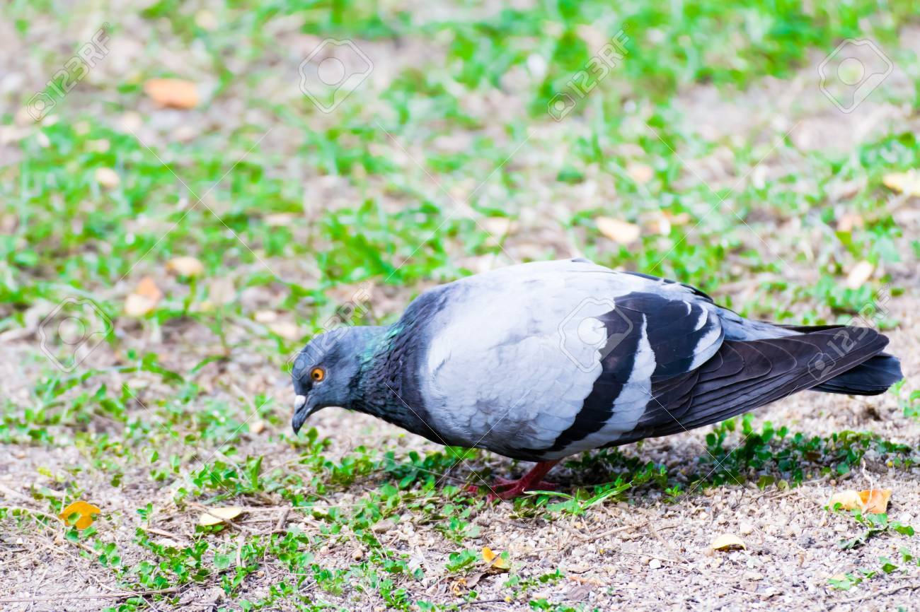 空腹の鳩を見つける何かで食べるもの 公園 の写真素材 画像素材 Image
