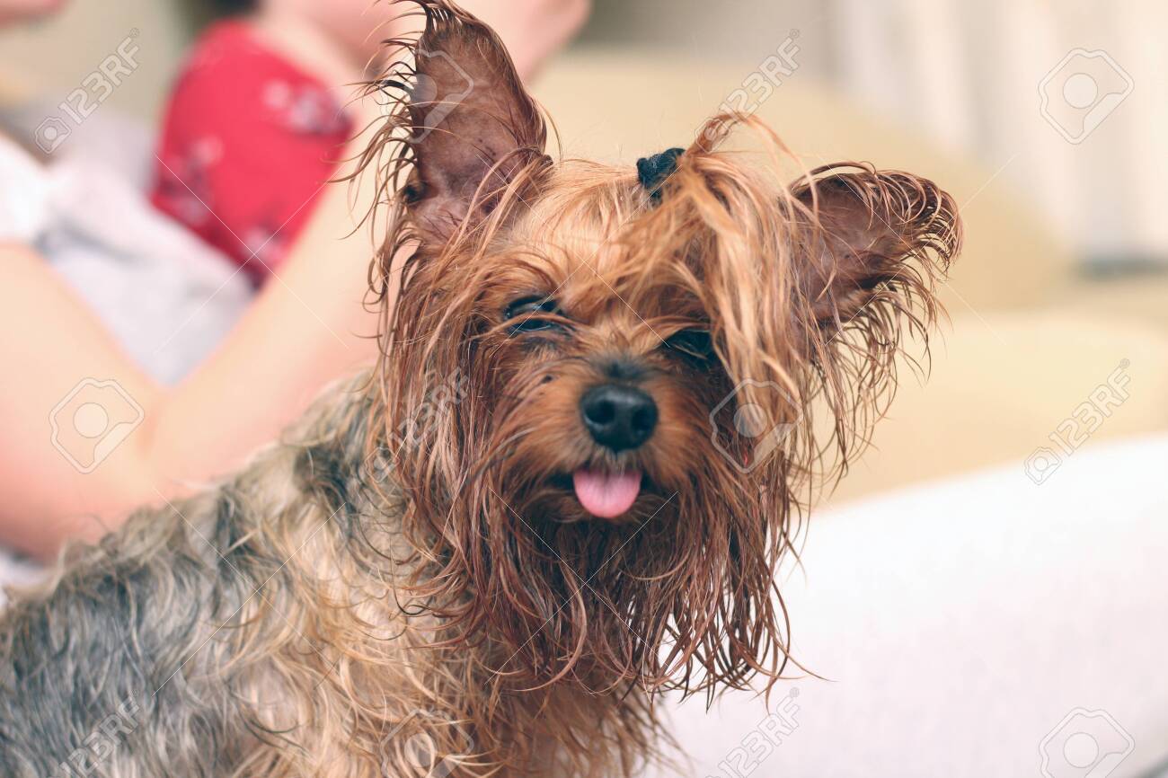 Closeup Portrait Of A Wet Yorkshire Terrier With Ponytail And Tongue Sticking Out Blurred Image Of A Family In The Background Of A Small Pet Stock Photo Picture And Royalty Free Image
