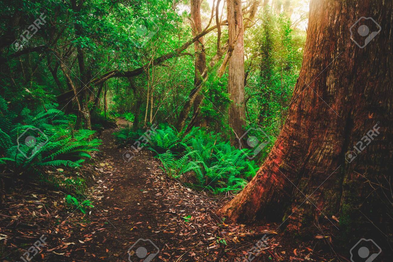 Beautiful path in lush tropical rainforest jungle in Tasman peninsula, Tasmania, Australia. The ancient jurassic age jungle is part of three capes track, famous bush walking of Tasmania, Australia. - 128655013 Beautiful path in lush tropical rainforest jungle in Tasman peninsula, Tasmania, Australia. The ancient jurassic age jungle is part of three capes track, famous bush walking of Tasmania, Australia. - 128655013