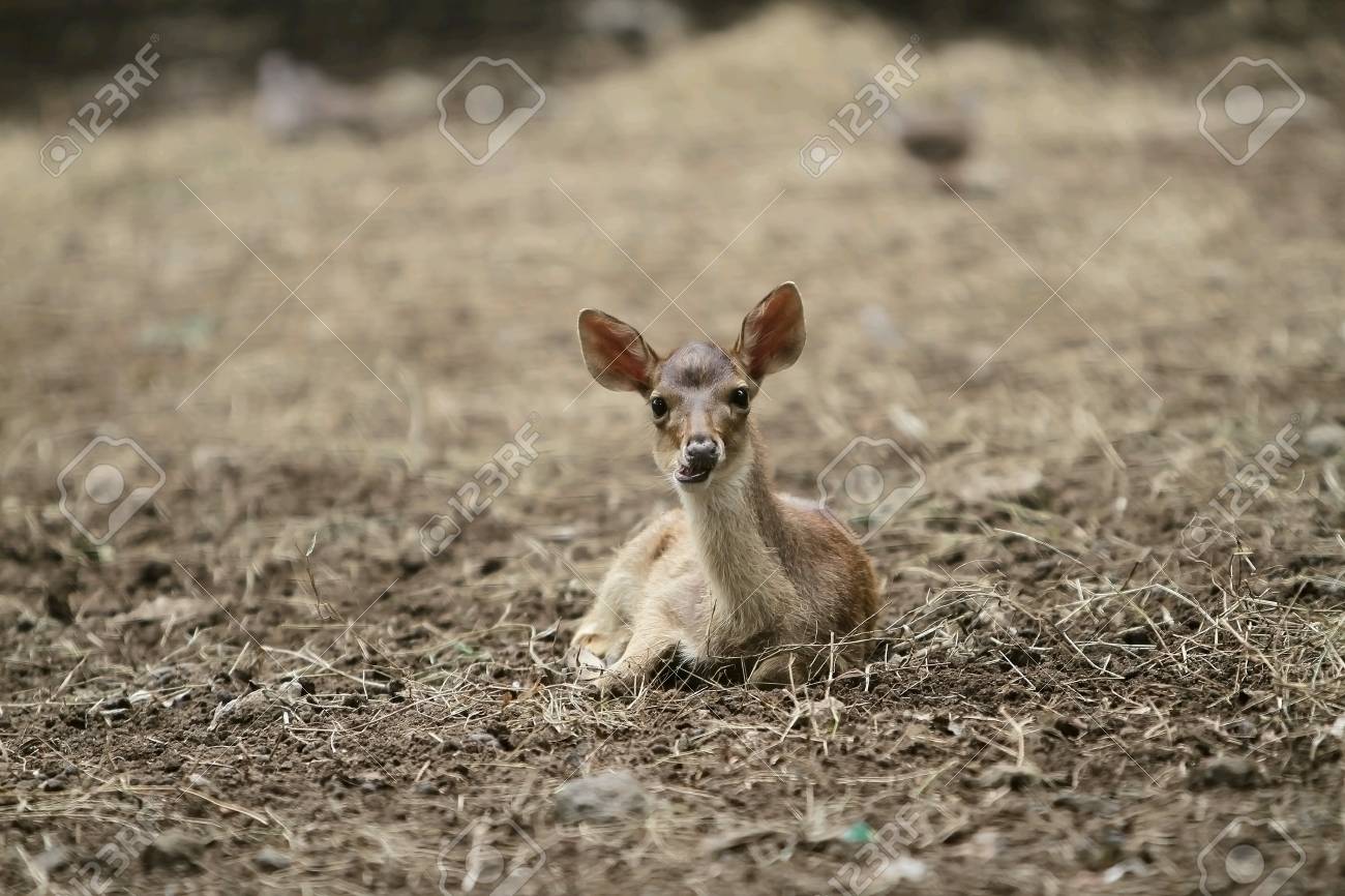Cute Baby Deer Stock Photo Picture And Royalty Free Image Image