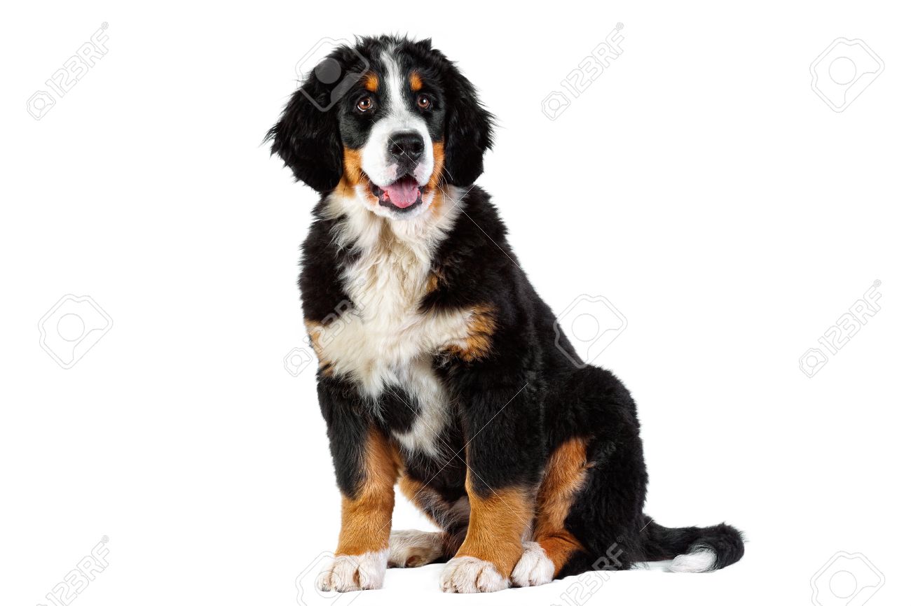 bernese mountain dog 4 months