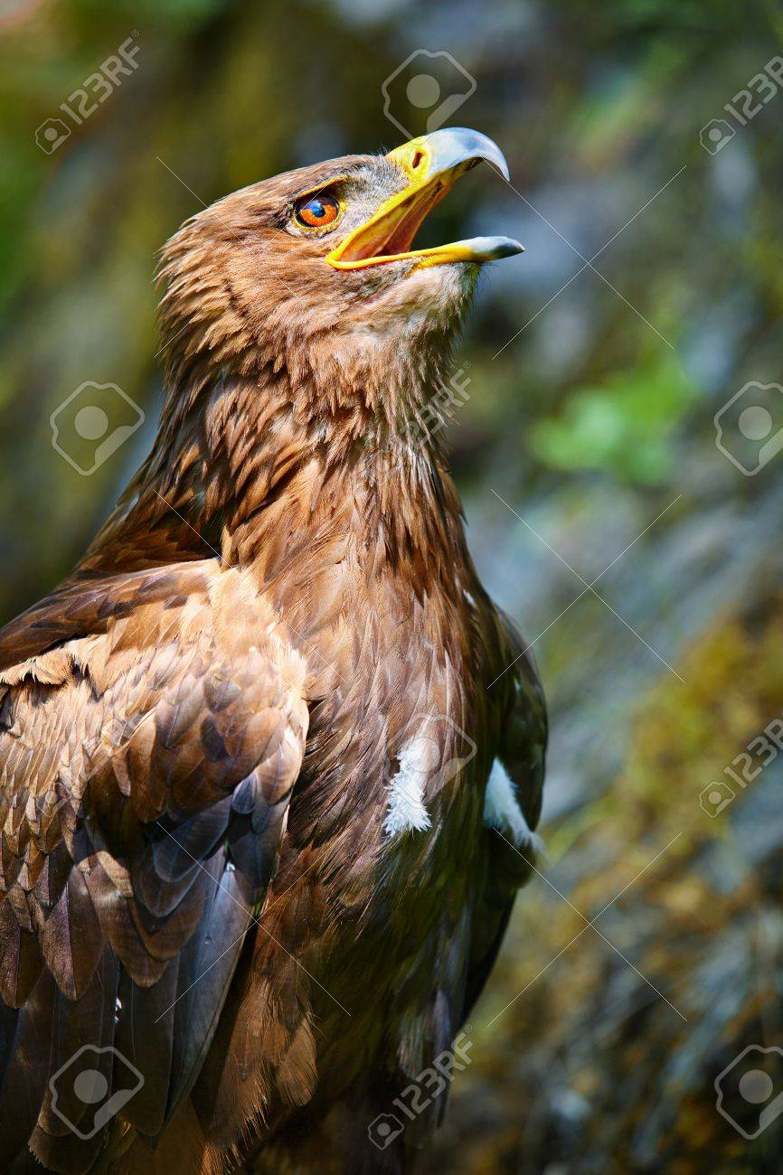 Close Up Of The Head Of A Beautiful Eagle Crossing Of Steppe